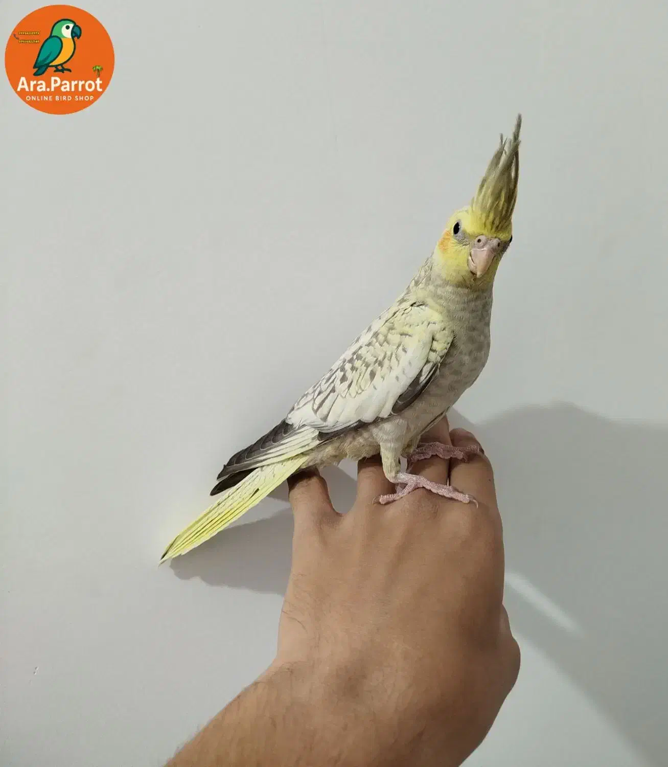 عروس هلندی رام|پرنده|بوکان, |دیوار