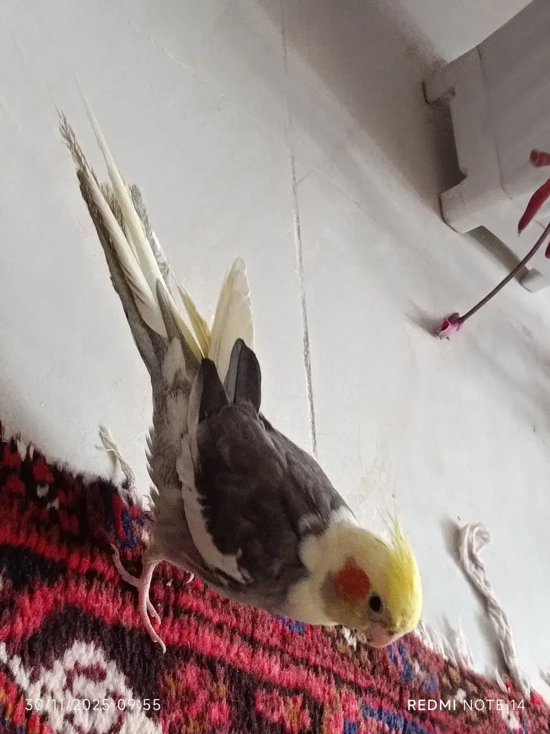 عروس هلندی زیبا و فول اهلی|پرنده|تبریز, |دیوار