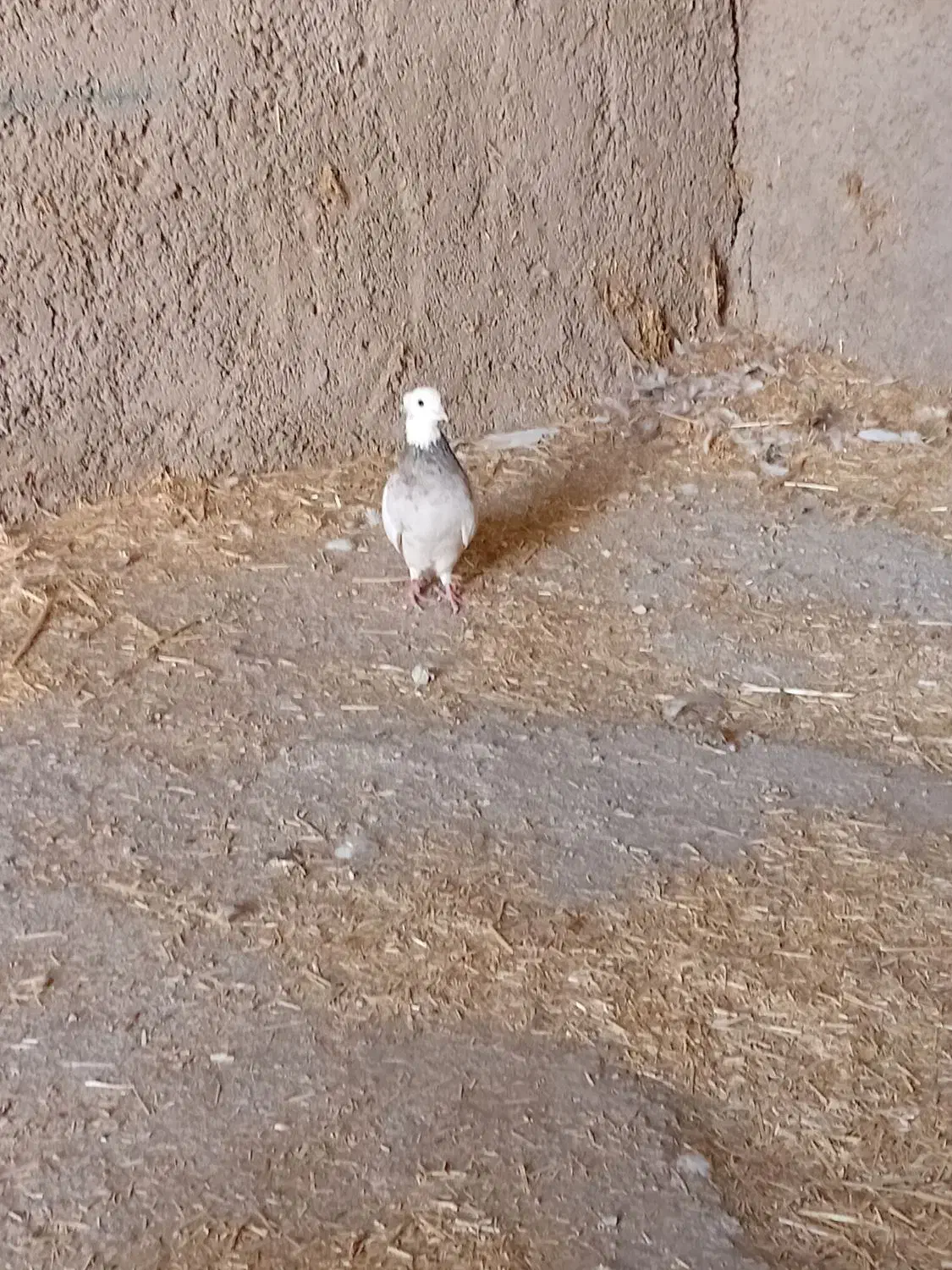 کبوتر طوقی|پرنده|دره شهر, |دیوار