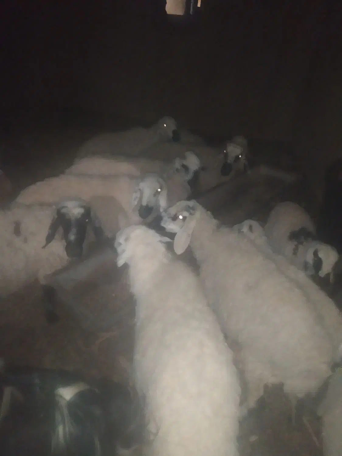 گوسفند|حیوانات مزرعه|تفتان, |دیوار