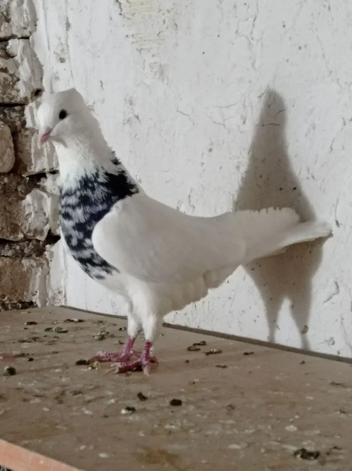 کبوترطوقی|پرنده|تبریز, |دیوار