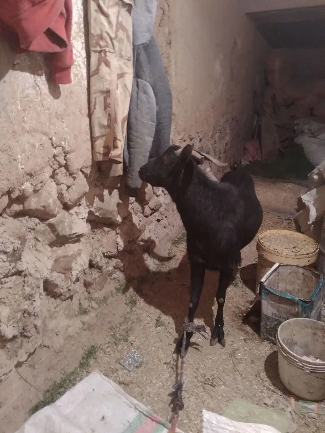 نری مورسیا دوساله|حیوانات مزرعه|کیانشهر, |دیوار