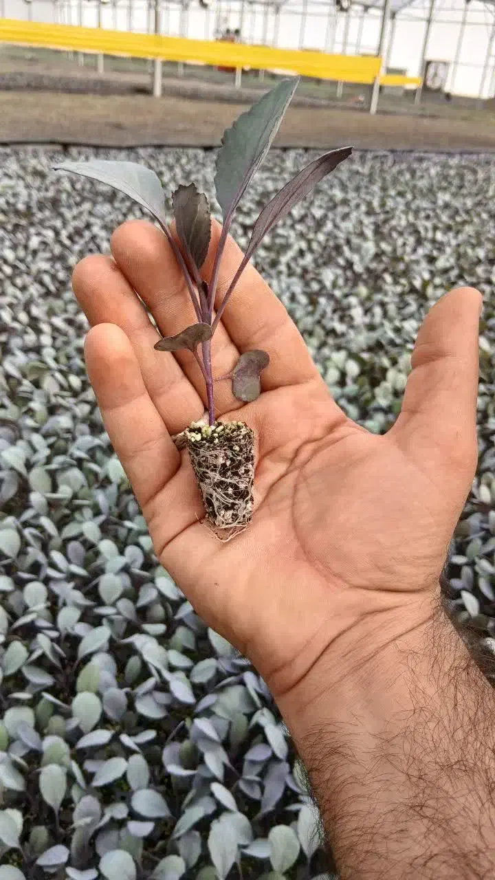 نشا کلم گاهو و ...|خدمات باغبانی و درختکاری|دزفول, |دیوار