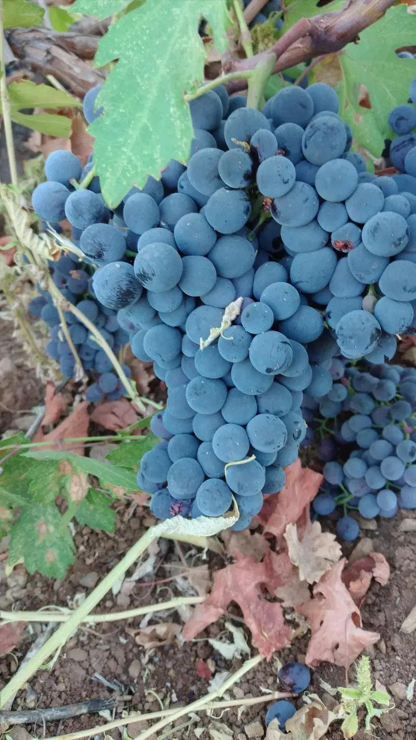 فروش زمین کشاورزی|فروش زمین و ملک کلنگی|کامیاران, |دیوار