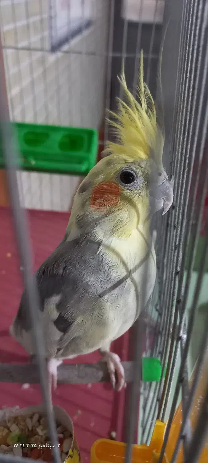 عروس هلندی نر|پرنده|یاسوج, |دیوار