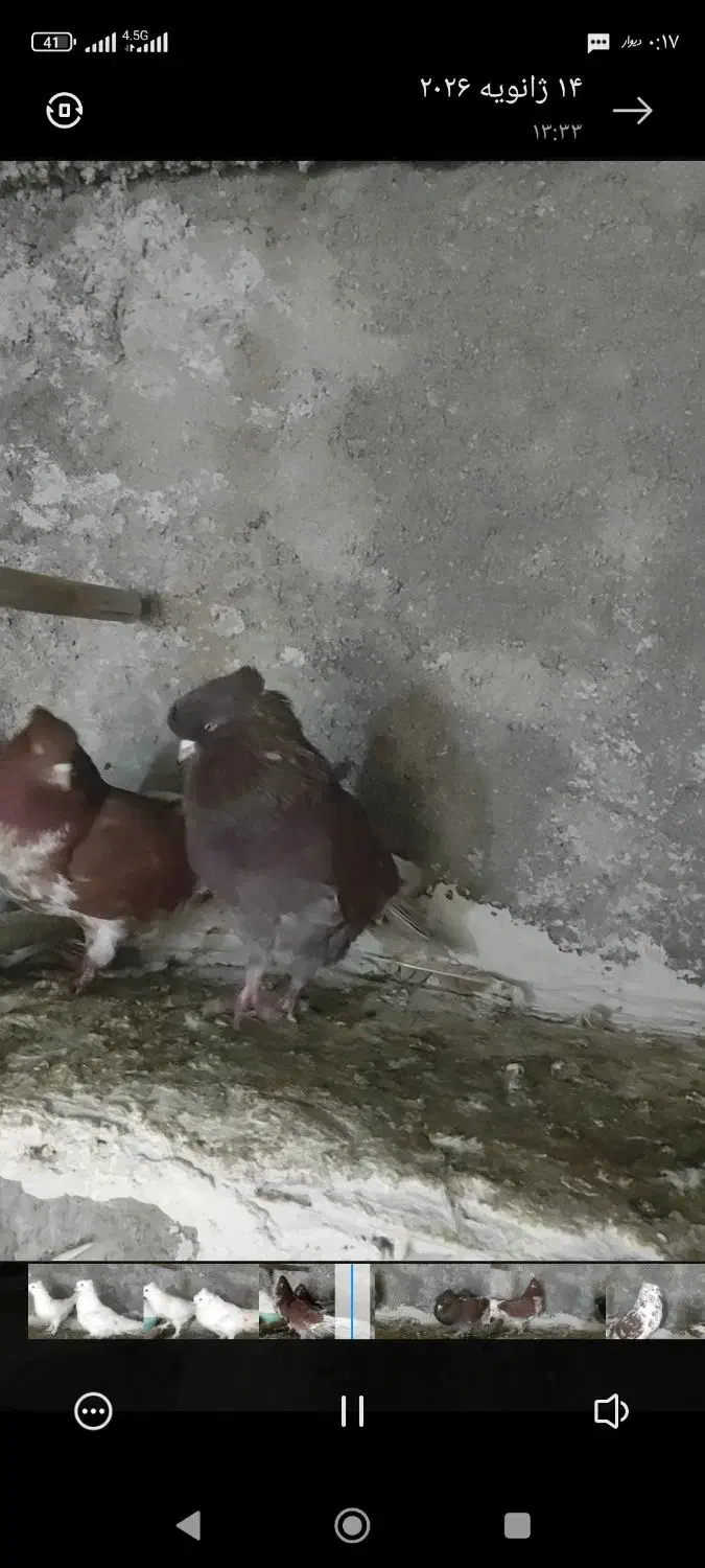 تعدادی کبوتر فروشی|پرنده|گرگان, |دیوار