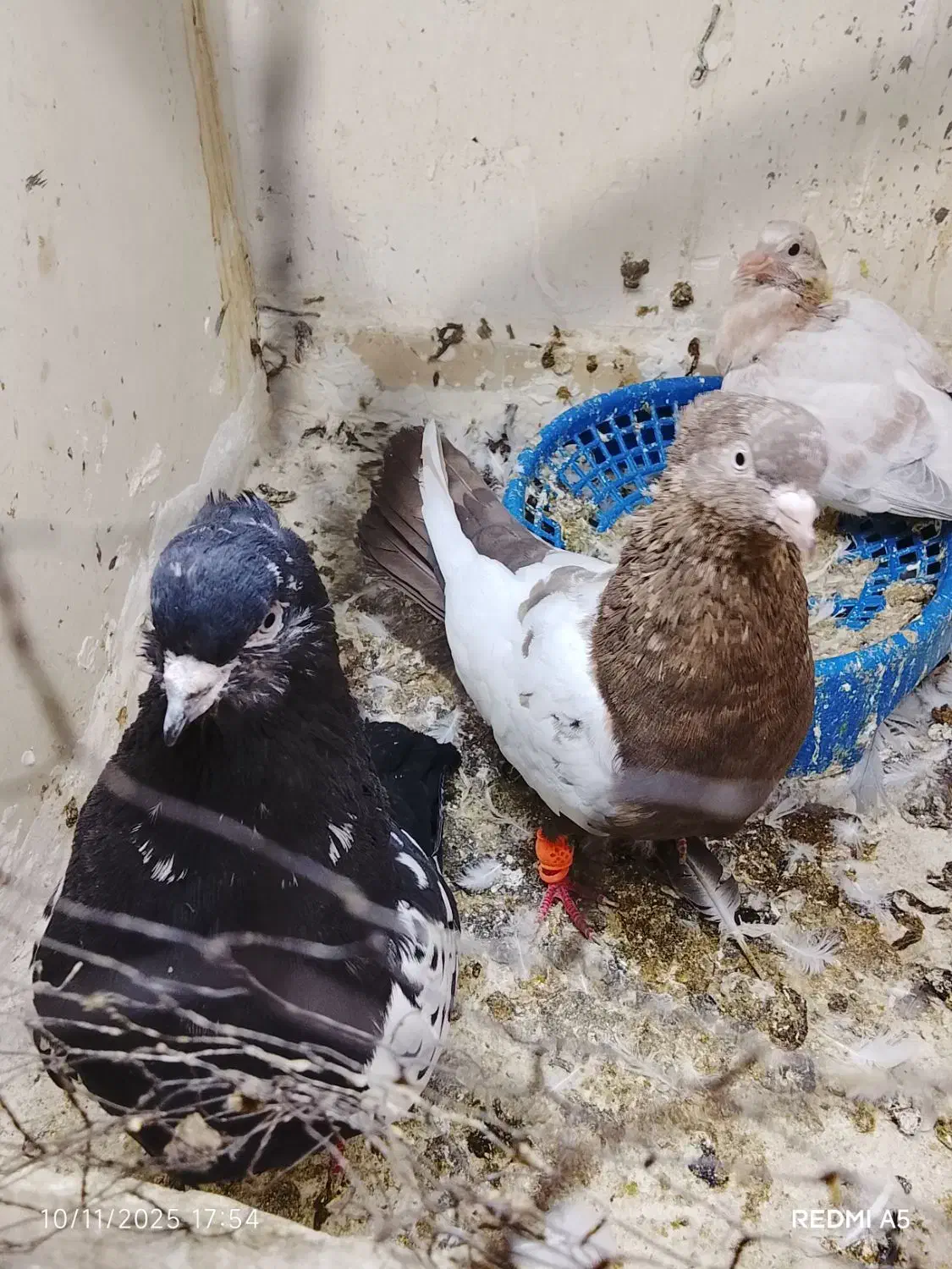 سینه خال ساده کبوتر چپ|پرنده|مشهد, شهید قربانی|دیوار