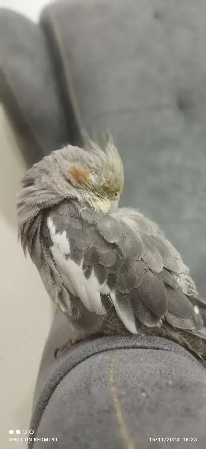 عروس هلندی گم شده،|پرنده|قم, علی آباد سعدگان|دیوار