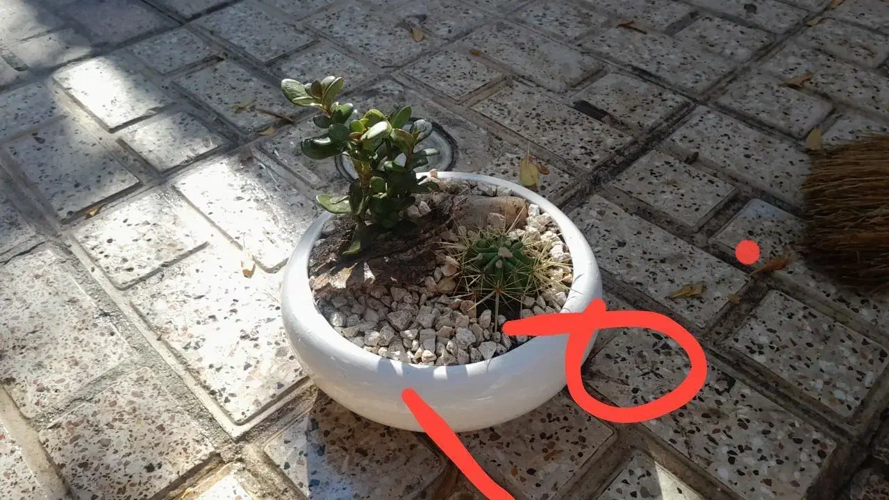 گل و گیاه|گل و گیاه طبیعی|مشهد, عسگریه|دیوار