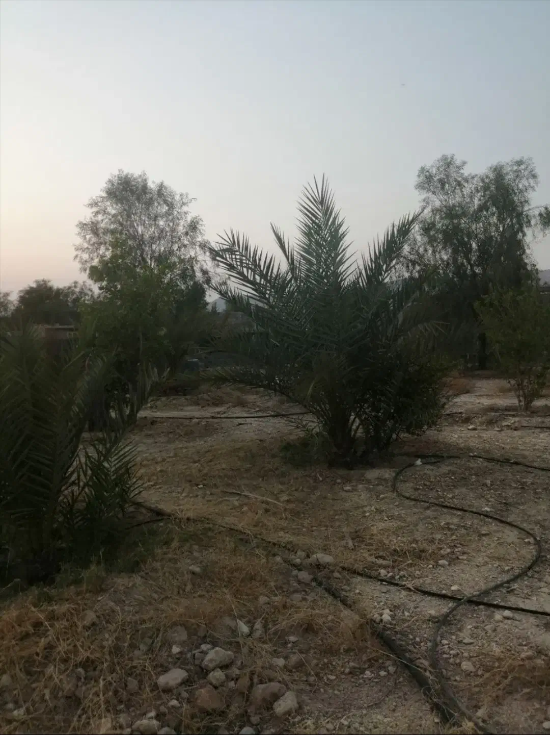 باغ شهری حسن لری 1000 متری قابل معاوضه|فروش زمین و ملک کلنگی|لار, |دیوار