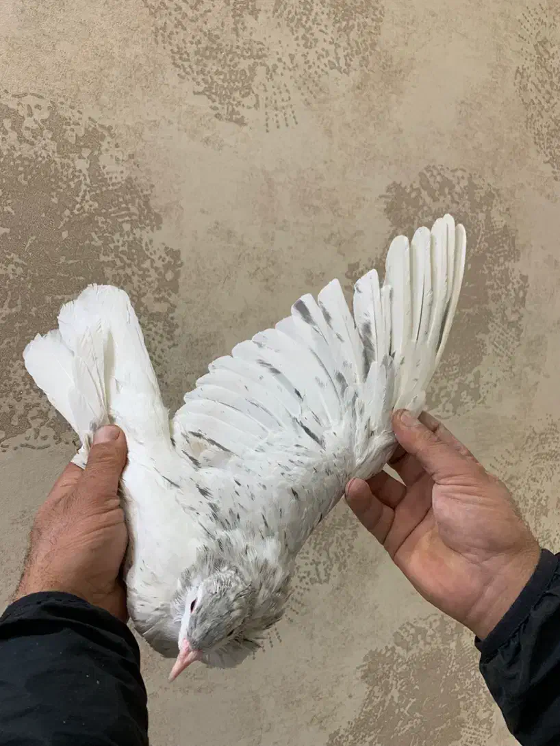 هفت رنگ|پرنده|سبزوار, ایزی شهر|دیوار