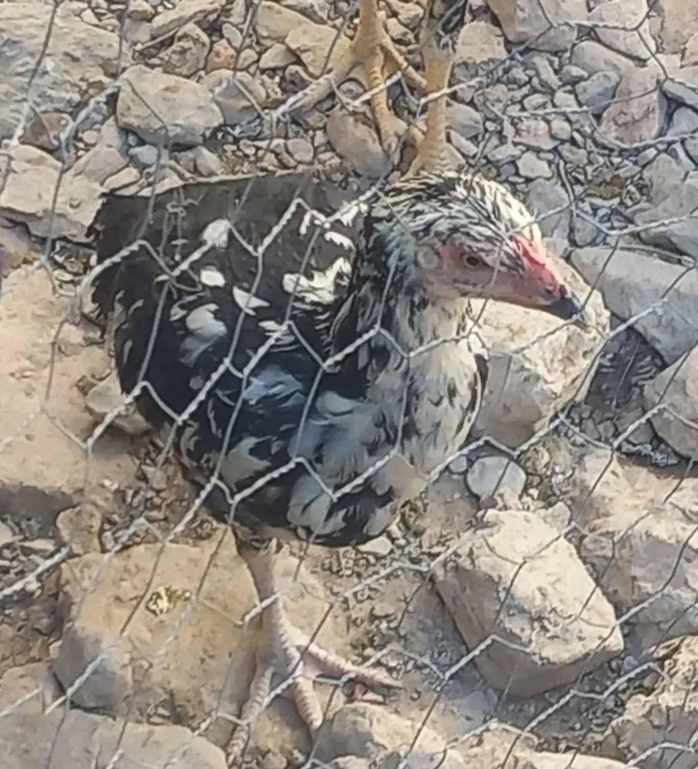 ۳ عدد مرغ محلی|حیوانات مزرعه|خاش, |دیوار