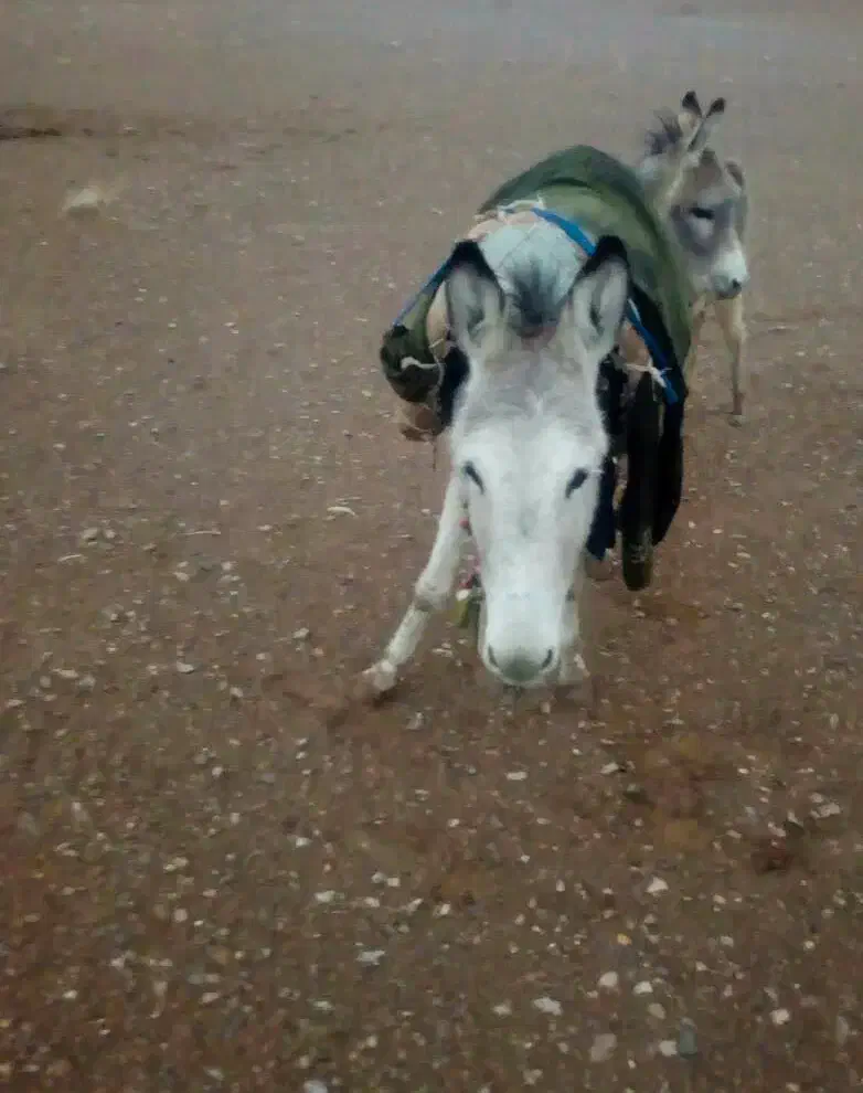 خر فروشی|حیوانات مزرعه|سده (خراسان جنوبی), |دیوار