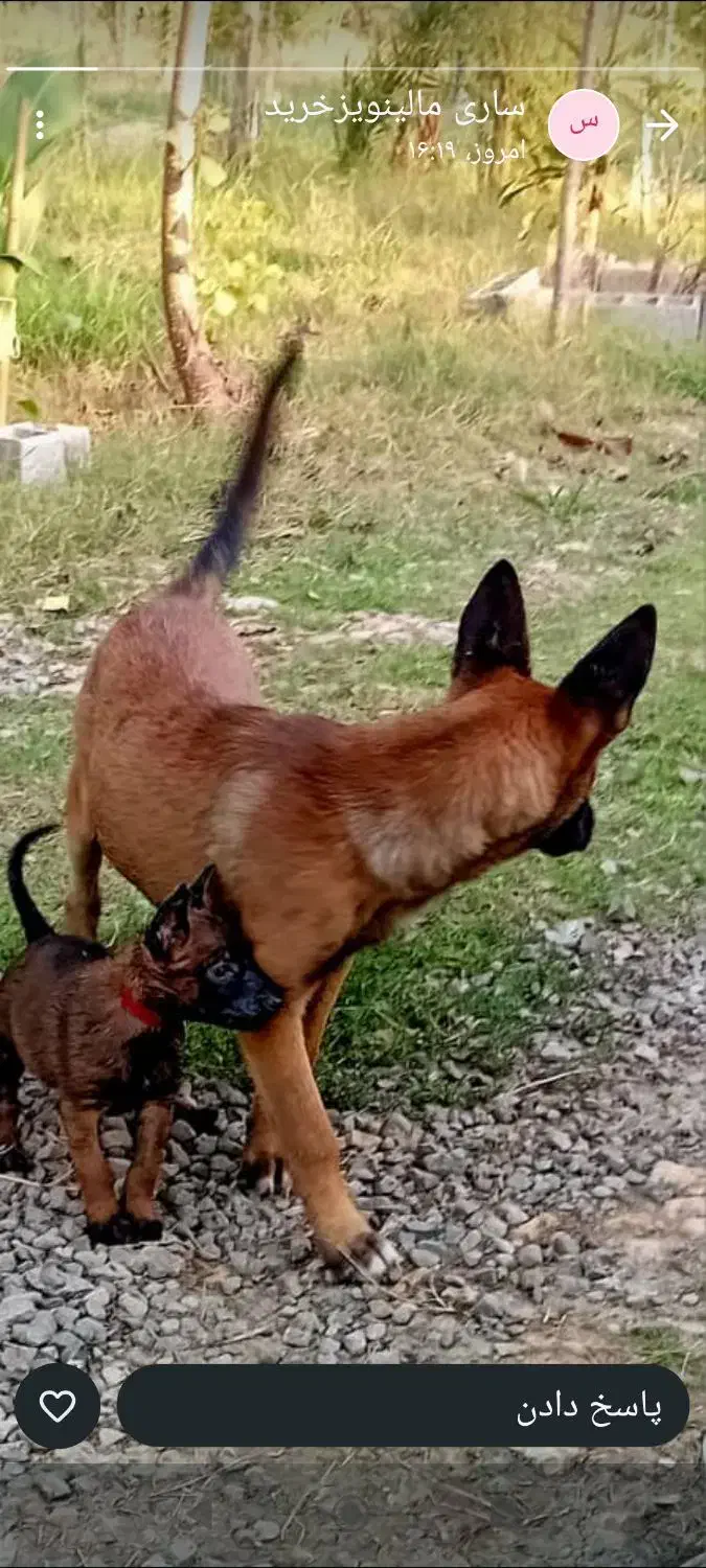 واگذاری مالینیوز ماده|سگ|بابل, |دیوار