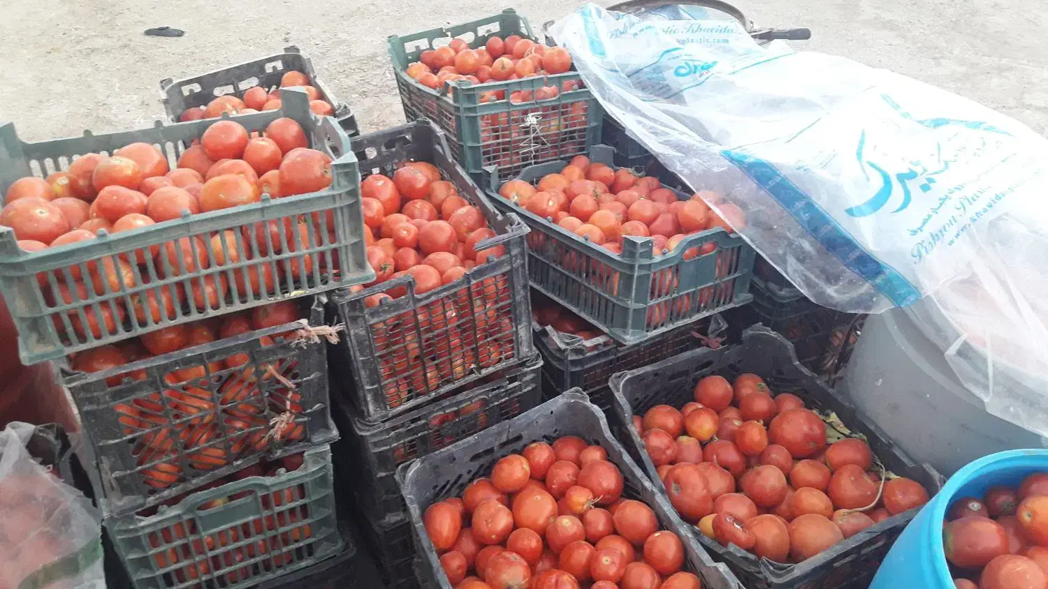 گوجه ربی درجه یک|خوردنی و آشامیدنی|گل تپه, |دیوار