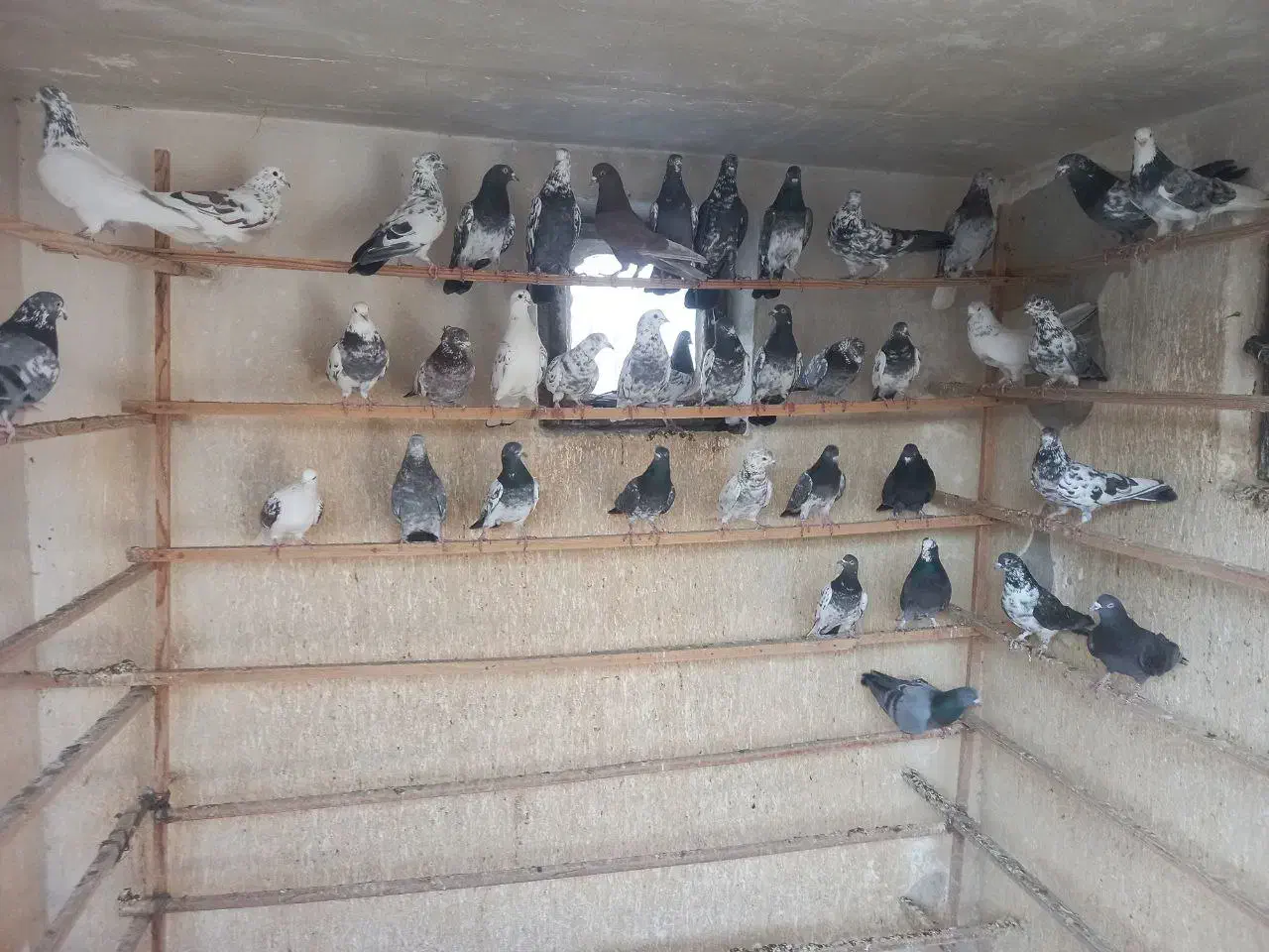 کفتر پرشی|پرنده|شهر ری, جوانمرد قصاب|دیوار