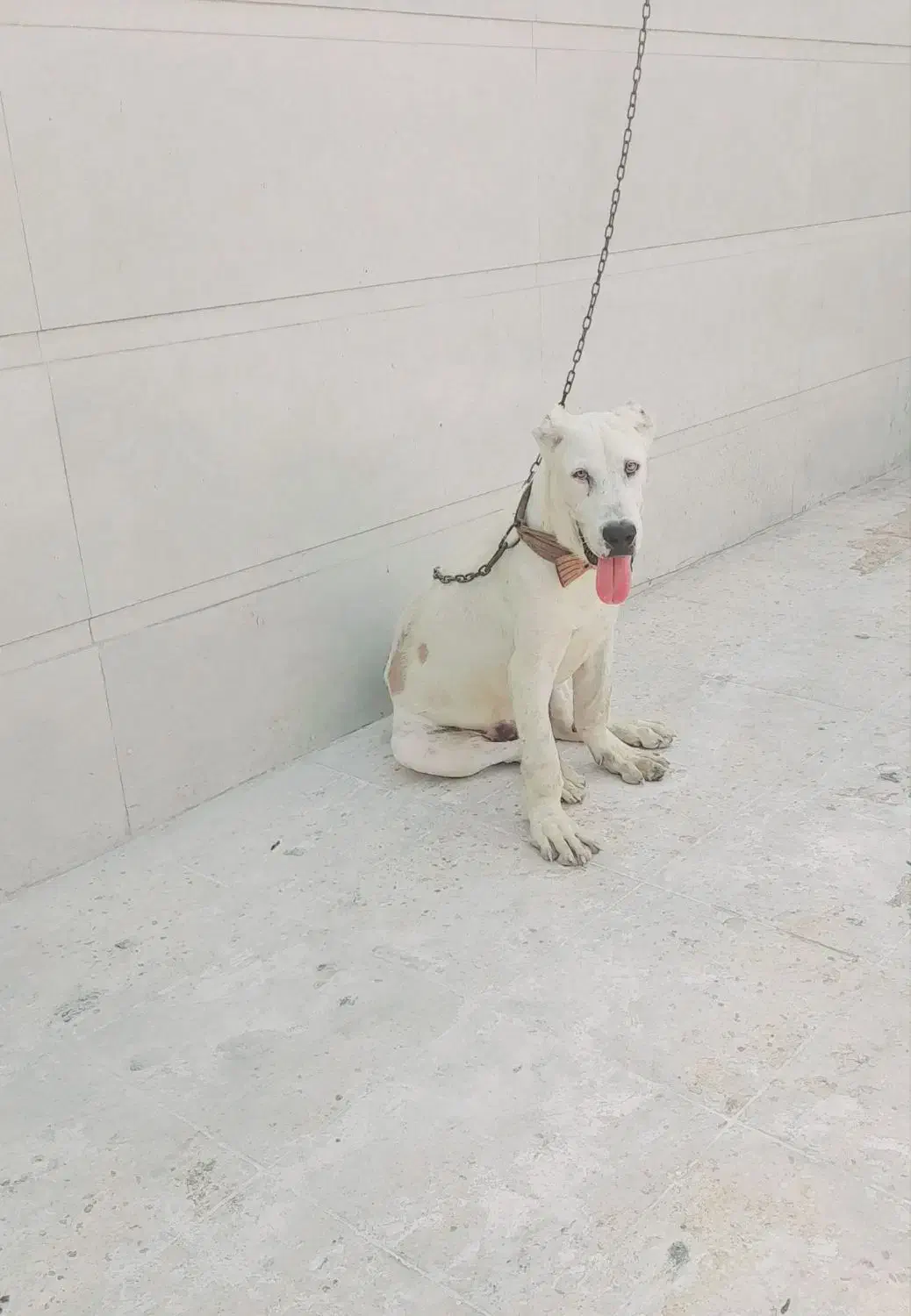 میخام بفروشم|سگ|آق قلا, |دیوار