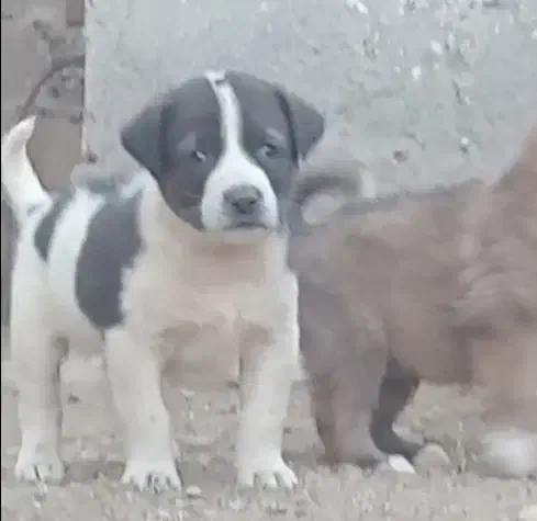 توله الابای اصیل سگ|سگ|تهران, تهرانپارس شرقی|دیوار