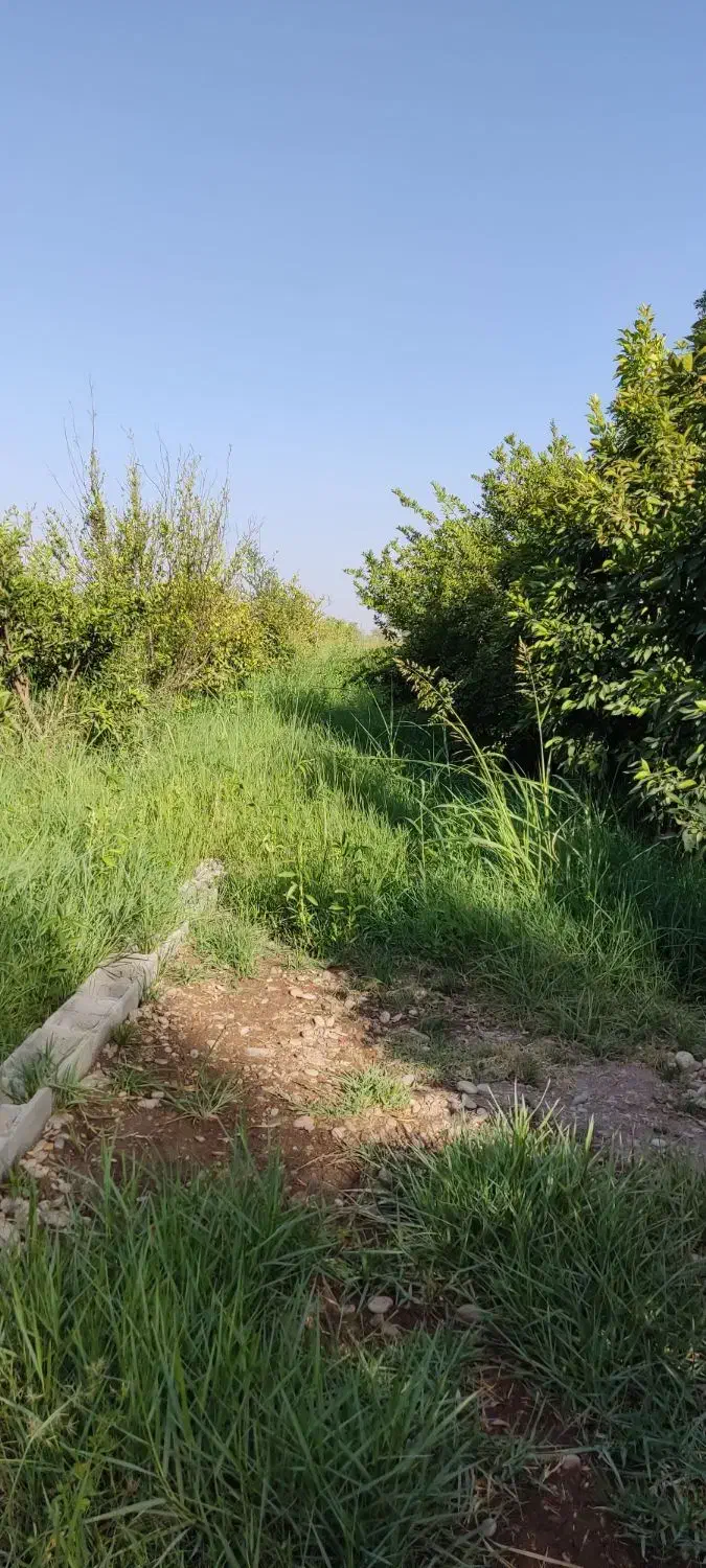 فروش باغچه ارزان قیمت|فروش خانه و ویلا|دزفول, |دیوار