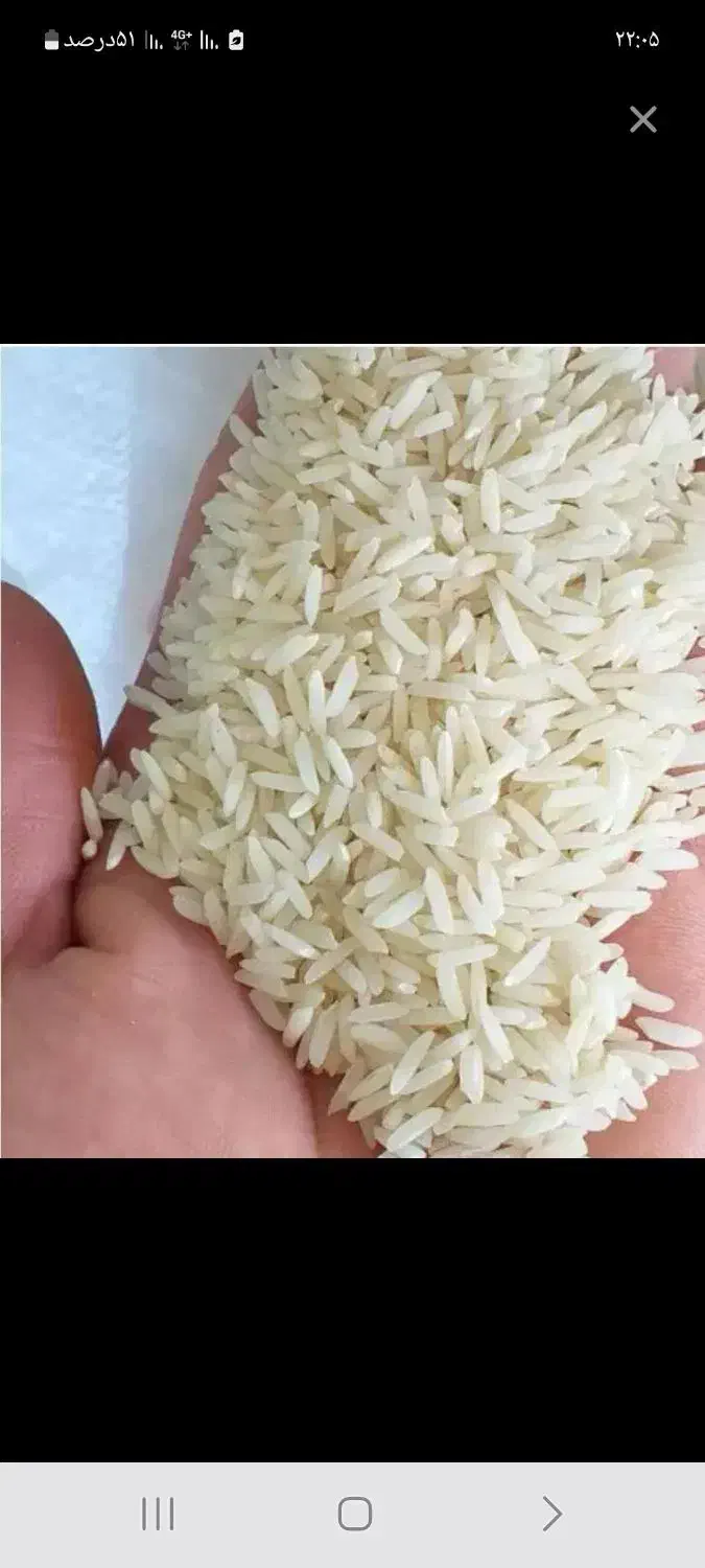 برنج فجر ایرانی|خوردنی و آشامیدنی|برازجان, |دیوار