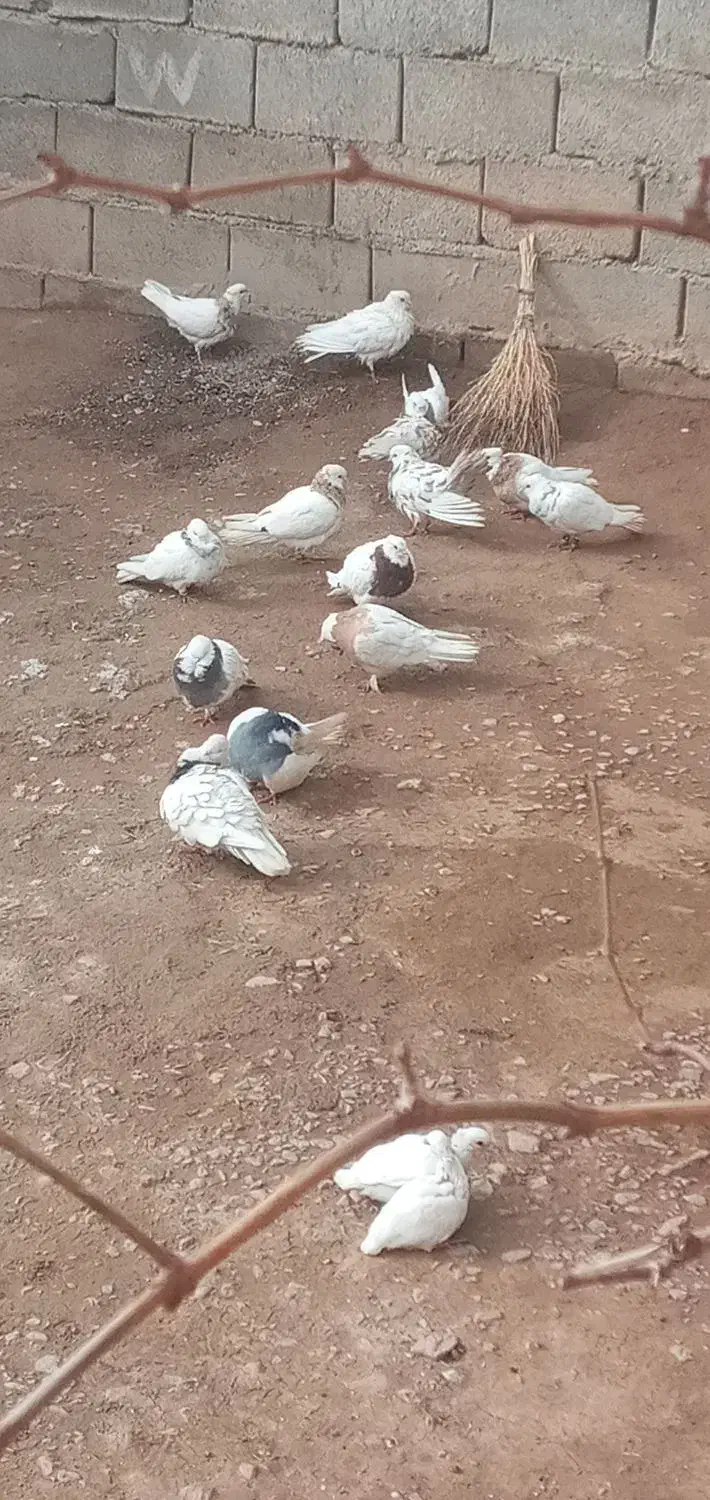 14 تاطوقی سرحال|پرنده|خانمیرزا, |دیوار