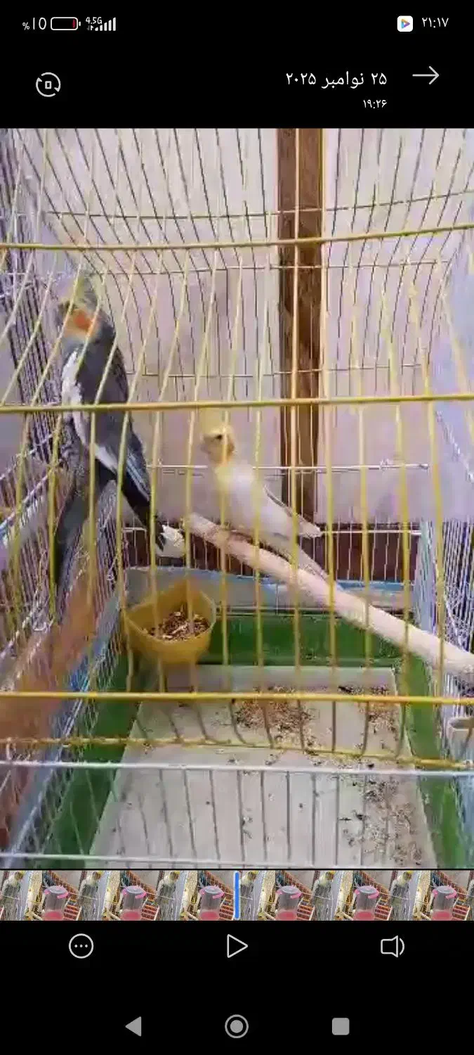 عروس هلندی|پرنده|خاش, |دیوار