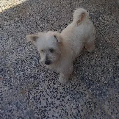 سگ خانگی|سگ|شهرکرد, |دیوار