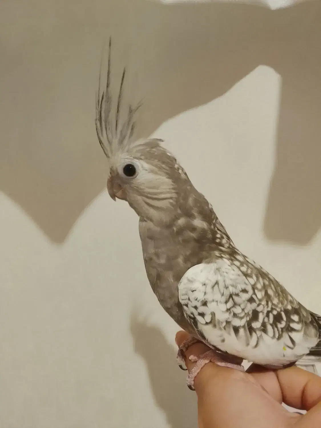 عروس هلندی مرواریدی|پرنده|تهران, امین حضور|دیوار