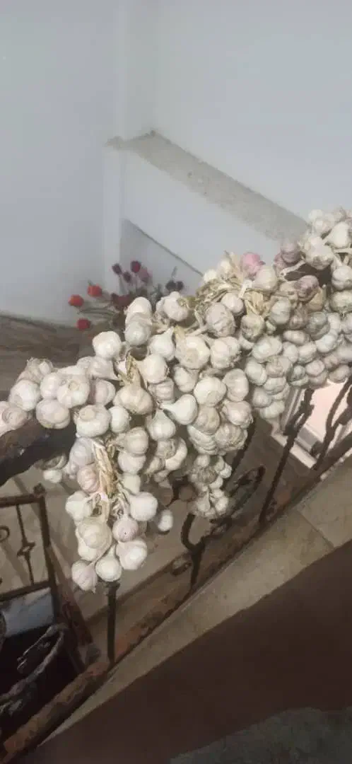 سیر محلی|خوردنی و آشامیدنی|رشت, دیلمان|دیوار