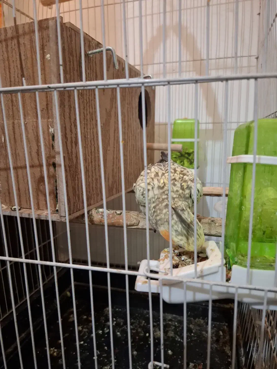 عروس هلندی .قیمت مقطوع۱۲۰۰|پرنده|اندیمشک, |دیوار