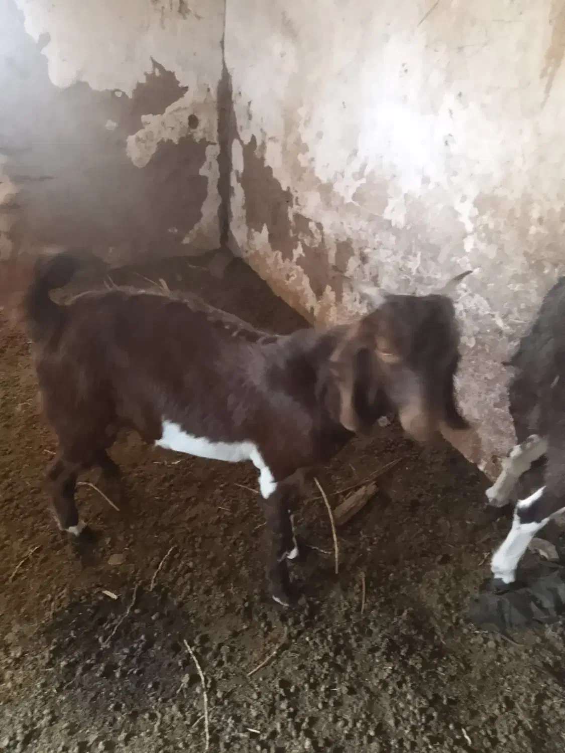 کره نر رشتی|حیوانات مزرعه|نرماشیر, |دیوار