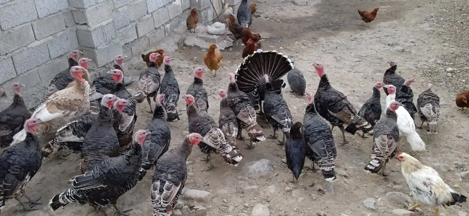 حیوانات|حیوانات مزرعه|مشگین شهر, |دیوار