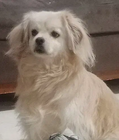 سگ آشپیتز پامر|سگ|شهریار, اصیل آباد|دیوار