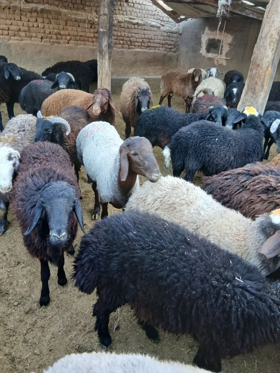 گوسفند زنده|حیوانات مزرعه|قم, قلعه صدری|دیوار