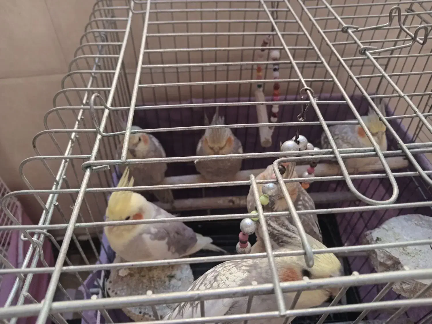 سهره3تا 4نیم و5تا عروس هلندی 3نیم|پرنده|شهریار, شهرک امیریه|دیوار