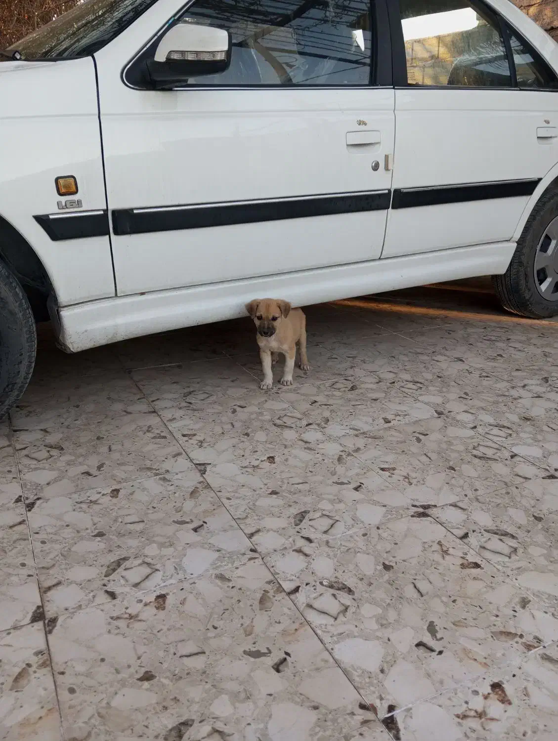 معاوضه|خودرو سواری و وانت|بم, |دیوار