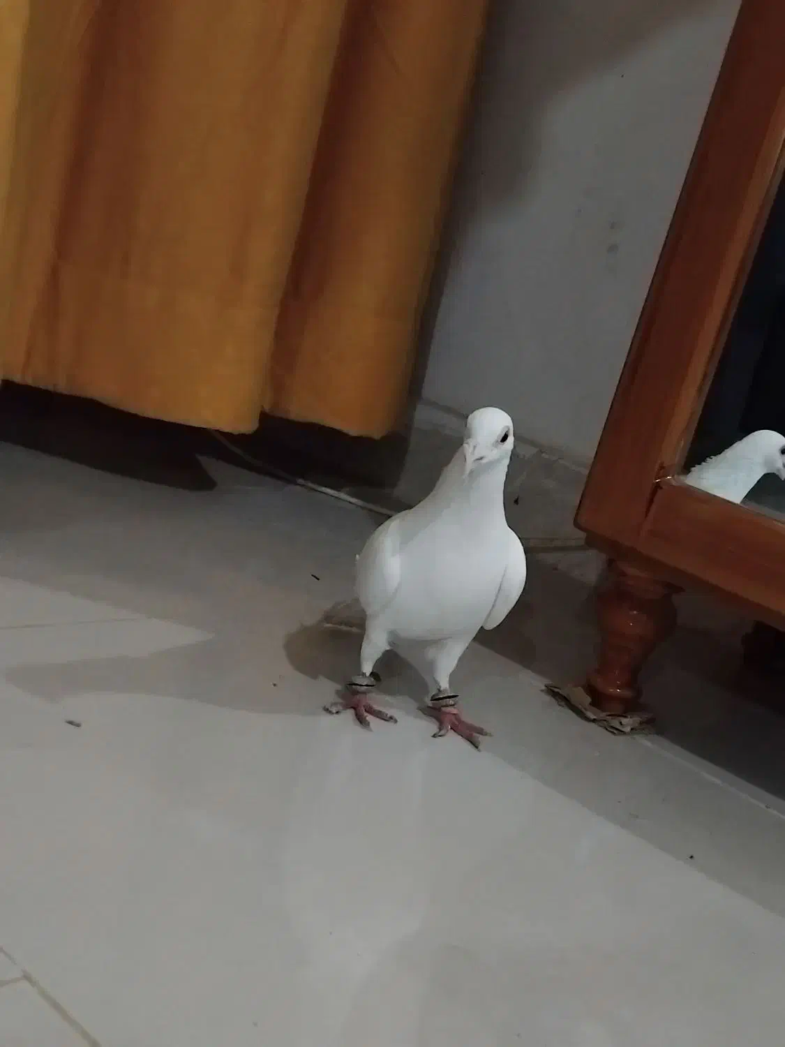 سفید المانی  سبز المانی|پرنده|چناران, |دیوار