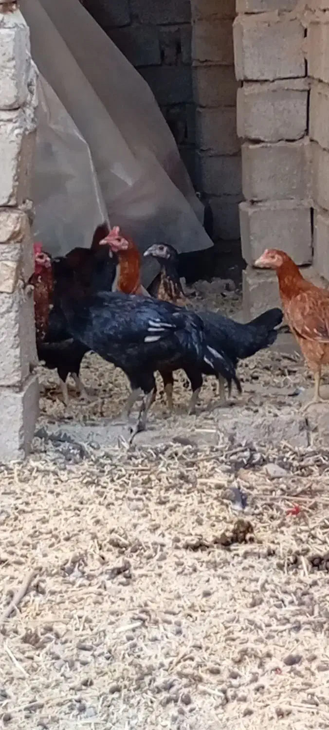 مرغ محلی|حیوانات مزرعه|خاش, |دیوار