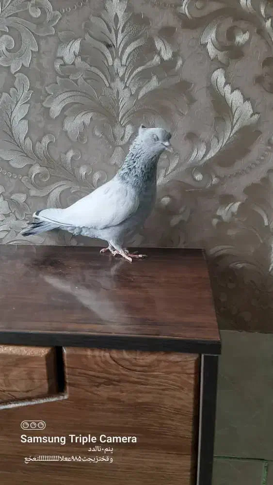 کبوتر سینه آبی ماده|پرنده|مرودشت, کناره|دیوار