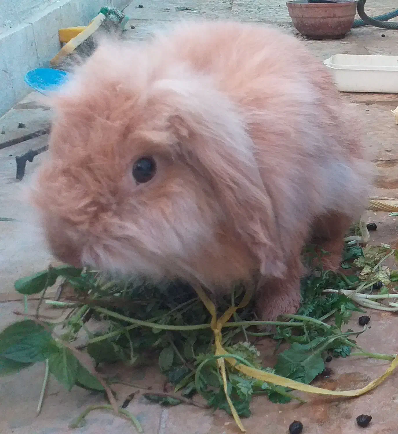 خرگوش بزرگ نر وماده لوپ اصیل و بسیار اهلی وباهوش|موش و خرگوش|دزفول, |دیوار