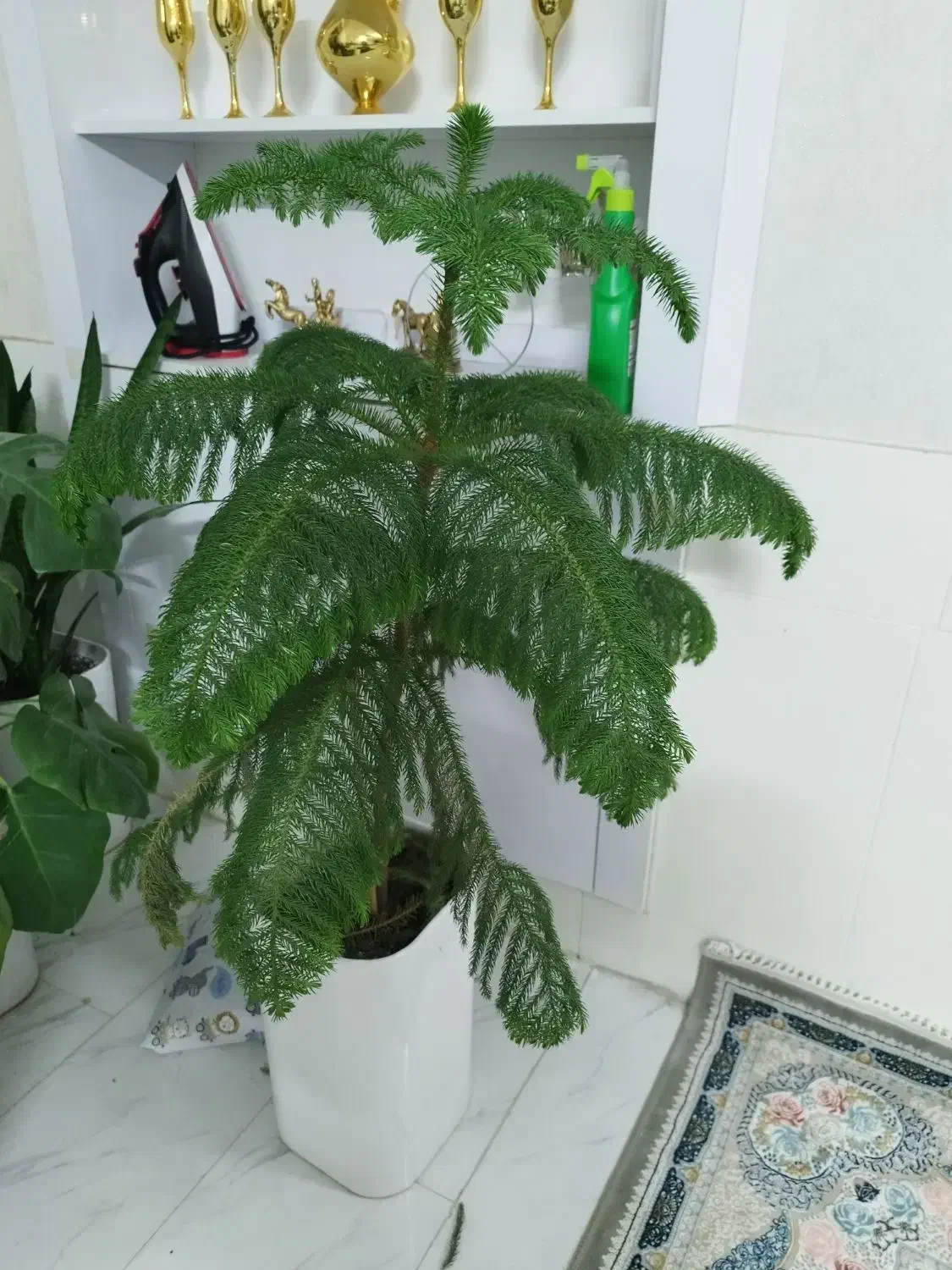 کاج|گل و گیاه طبیعی|تربت جام, شهرک معلم|دیوار