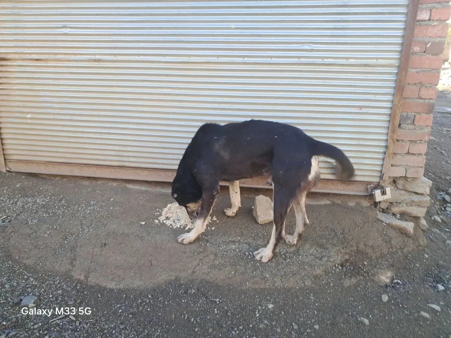 معاوضه|سگ|مریوان, |دیوار