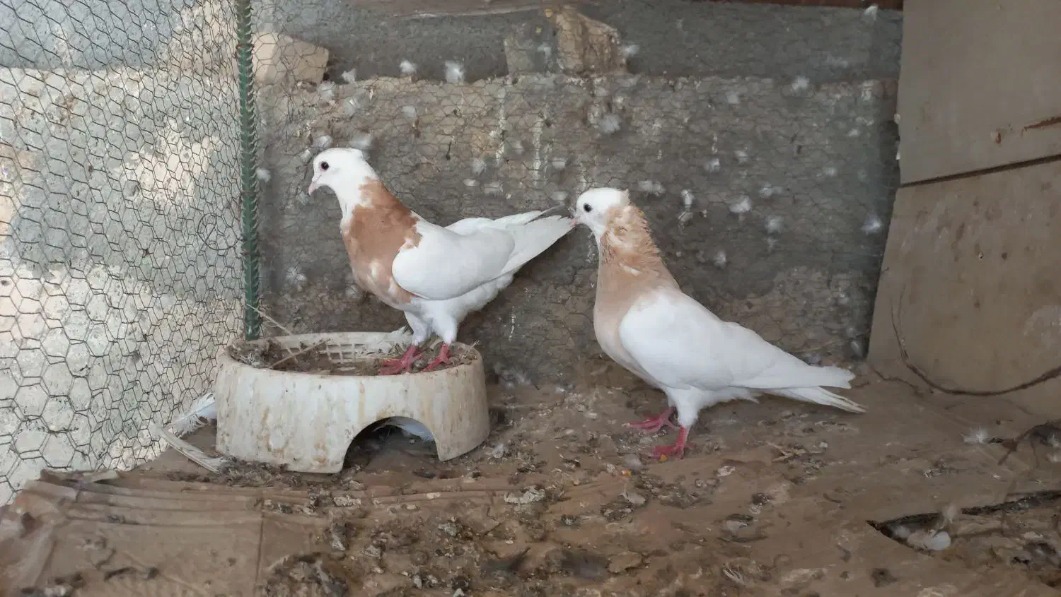 ۲ جفت کبوتر جهت معاوضه با سربری|پرنده|لامرد, |دیوار