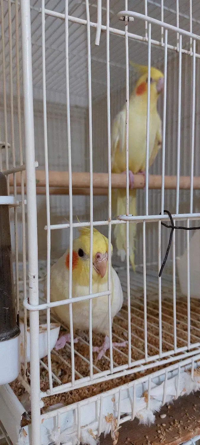 فروش عروس هلندی|پرنده|بهشهر, |دیوار