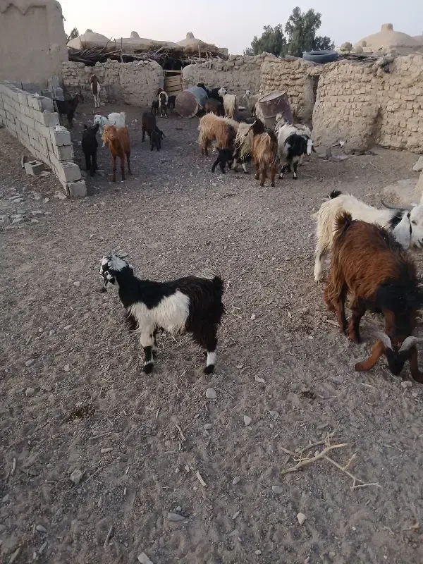 بز زایده|حیوانات مزرعه|نیمروز, |دیوار