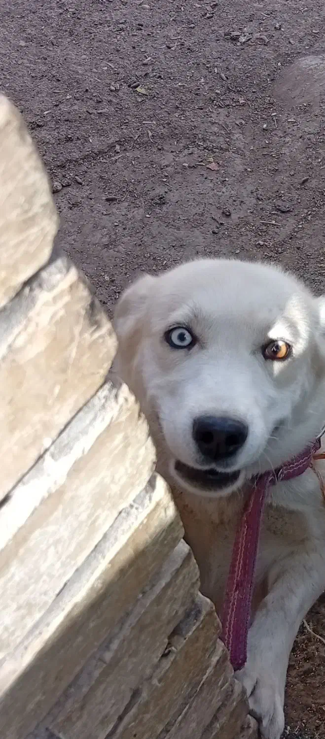 سگ ژرمن هاسکی رایگان|سگ|بهمن صغاد, |دیوار