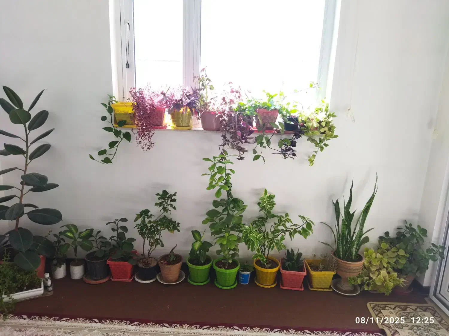 فروش گل های طبیعی|گل و گیاه طبیعی|شهرکرد, |دیوار