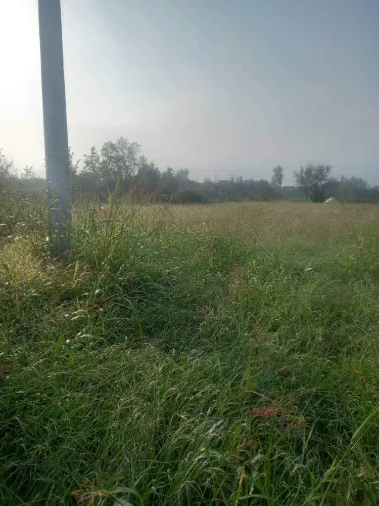 فروش قطعه زمین باغی|فروش زمین و ملک کلنگی|کلاچای, |دیوار