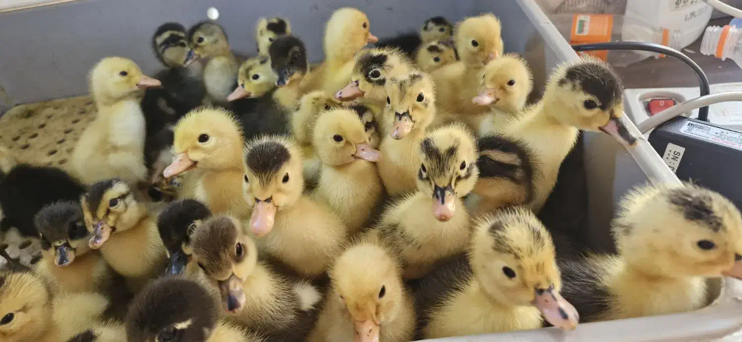 جوجه اردک  محلی  و جوجه مرغ|حیوانات مزرعه|رشت, باهنر|دیوار