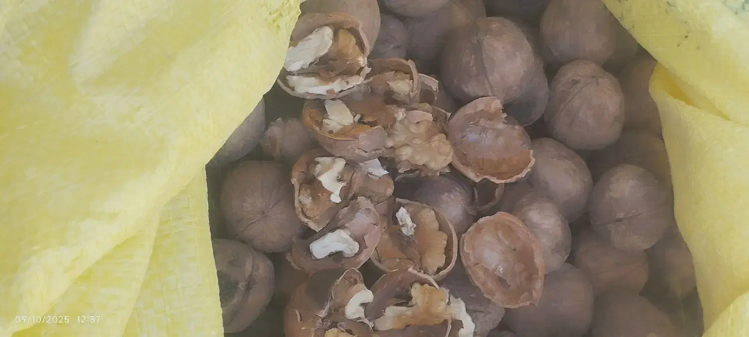 فروش محصولات کوهستانی درجه یک|خوردنی و آشامیدنی|جغتای, |دیوار